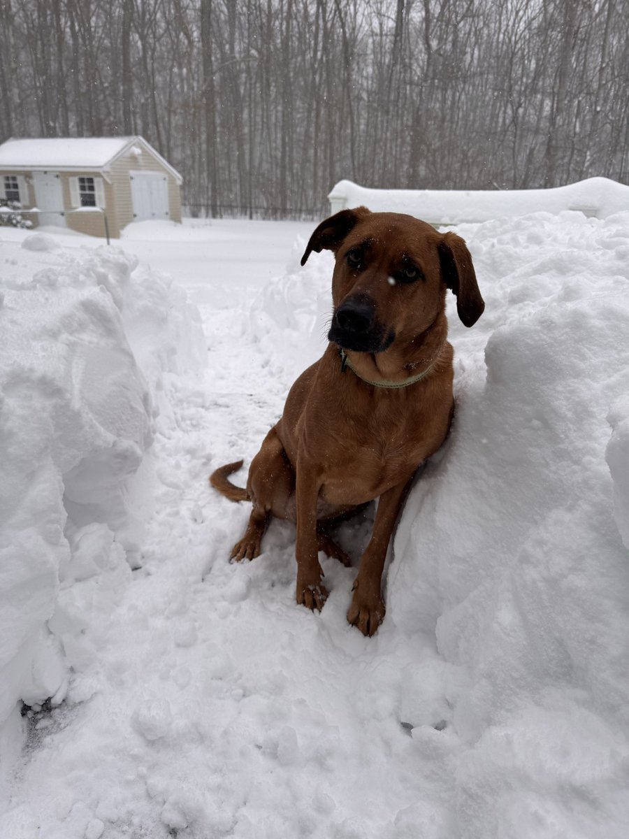 rindfleischm's tweet photo. 17 inches in Haddam so far. @ryanhanrahan @bobmaxon https://t.co/6fTsD0Ww8k