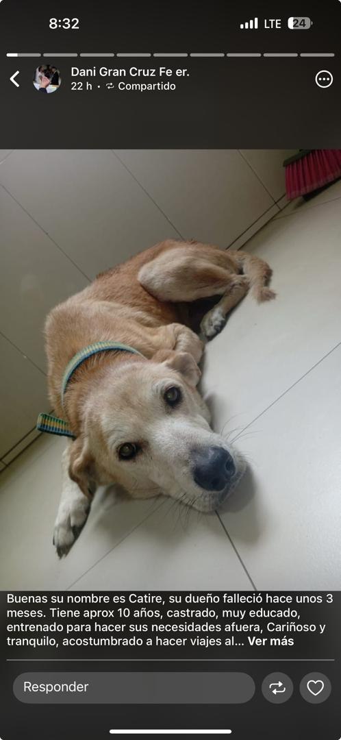 Su nombre es Catire, su dueño falleció hace unos 3 meses.
Tiene aprox 10 años, castrado, muy educado, entrenado para hacer sus necesidades afuera,
 acostumbrado a hacer viajes al interior con su dueño en carro, está muy deprimido y solo. Si no lo adoptan, piensan dormirlo.