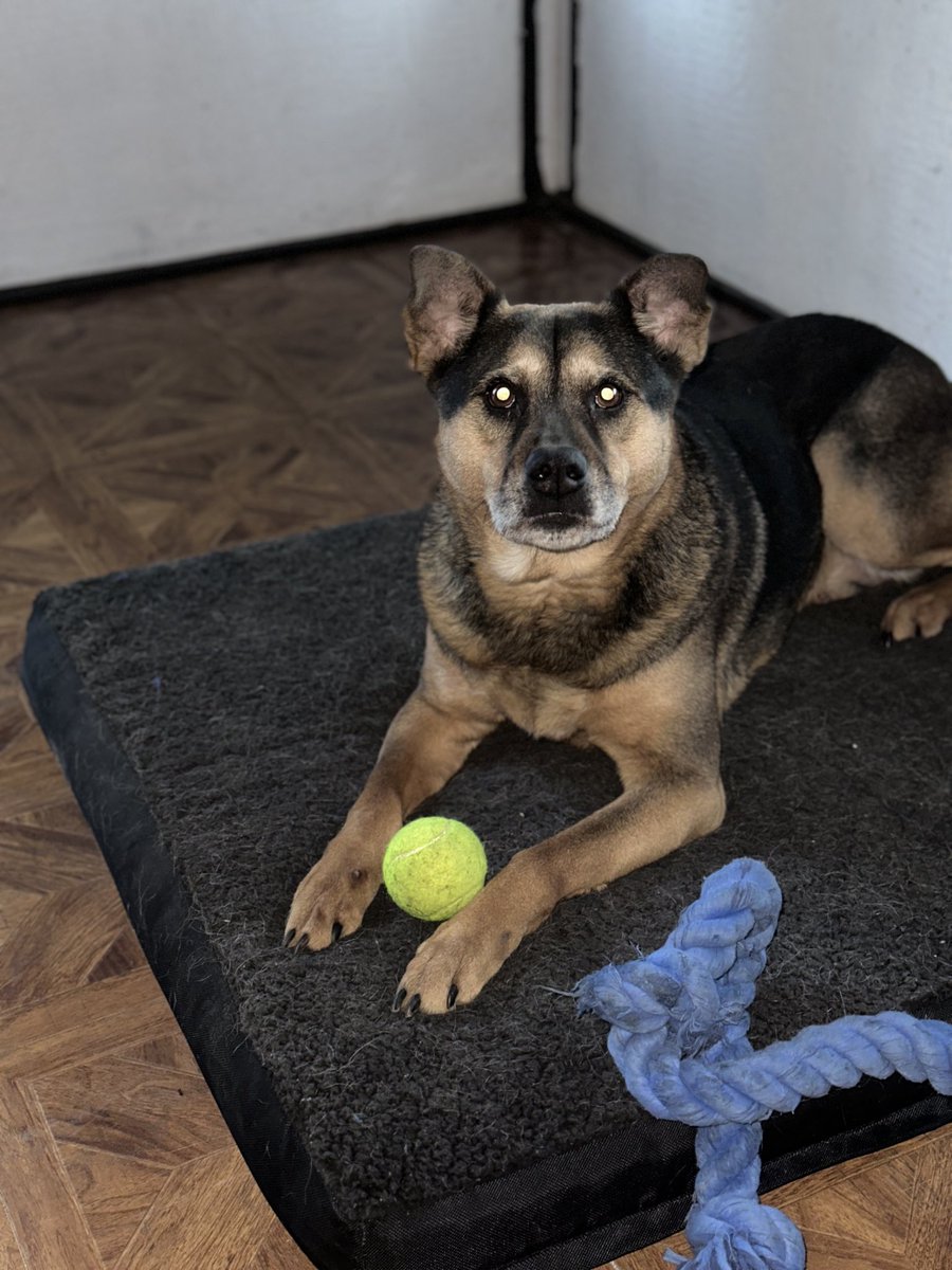 haycel_'s tweet photo. Hero turned 8 yesterday 💕 the old man still has some of that puppy in him, dont let the grays fool you https://t.co/I3I2YvqRS1