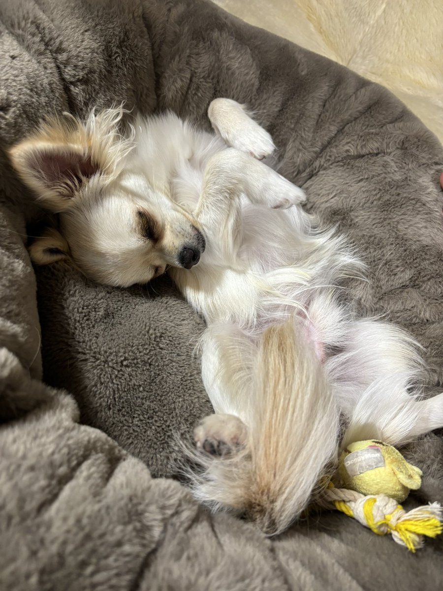 本日のへそ天。 #チワワ #チワワのいる暮らし #犬のいる暮らし