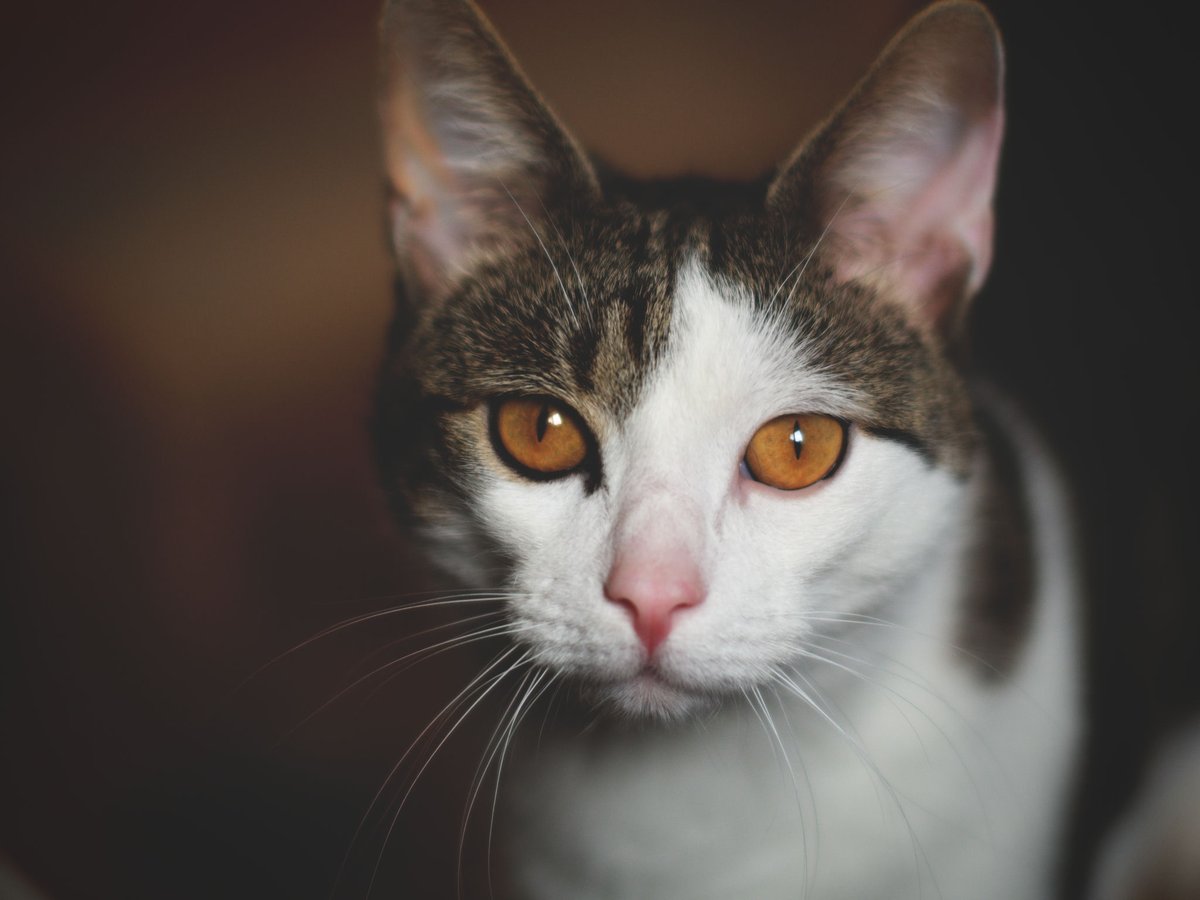 Vlad Rud tweet media