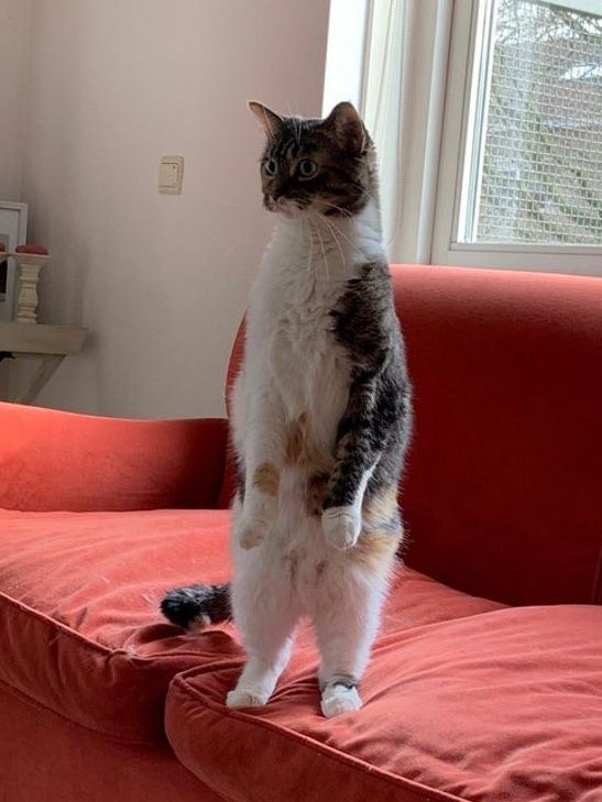 meow meow 🐱🧍🏻

#kasibook <a href="/kasibook/">กษิบ๊อง (ปลูกผลเขือเทศ)</a>