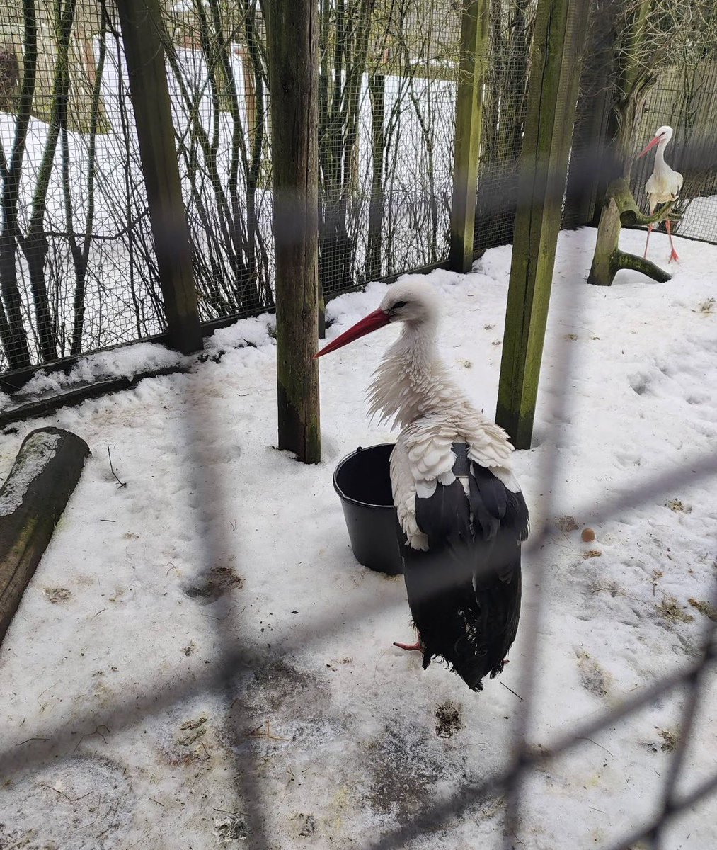 WIOSNA CORAZ BLIŻEJ

Zmęczony, ale bezpieczny – Krutek, najsłynniejszy bocian z Mazur, wrócił do Krutyni. Jak poinformował Mazurski Park Krajobrazowy, ptak dotarł już na Mazury, jednak ostatni etap jego wędrówki był wyjątkowo trudny. Wyczerpanego bociana znaleziono przy drodze w