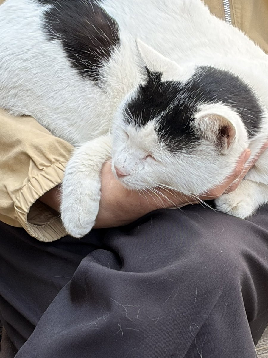 molpml's tweet photo. 尾道行ってきた😸
あんず、あんこ、あずき、猫の細道の外猫さんはもうこの子たちしかいないみたい。縄張り争いに勝った三匹衆。 https://t.co/w4bIg6r4jP