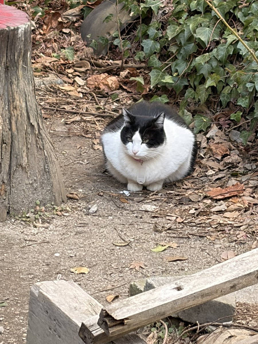 molpml's tweet photo. 尾道行ってきた😸
あんず、あんこ、あずき、猫の細道の外猫さんはもうこの子たちしかいないみたい。縄張り争いに勝った三匹衆。 https://t.co/w4bIg6r4jP
