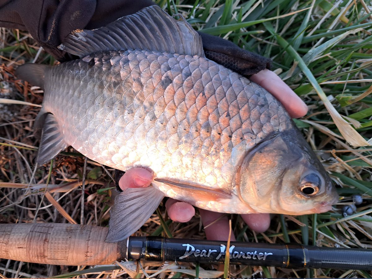 マブナ釣り
最近、昼間の釣りはマブナかヌマガレイで充実してる。
本当に奥が深くて”攻めの釣り”な感じが本当に面白いよ。
なにより平和なのが一番だけども。