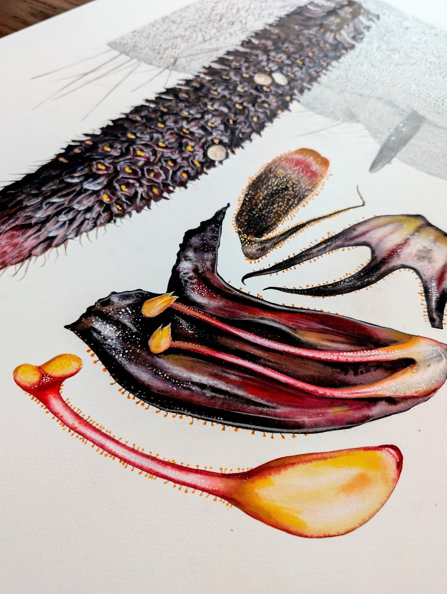 Chris Thorogood tweet media