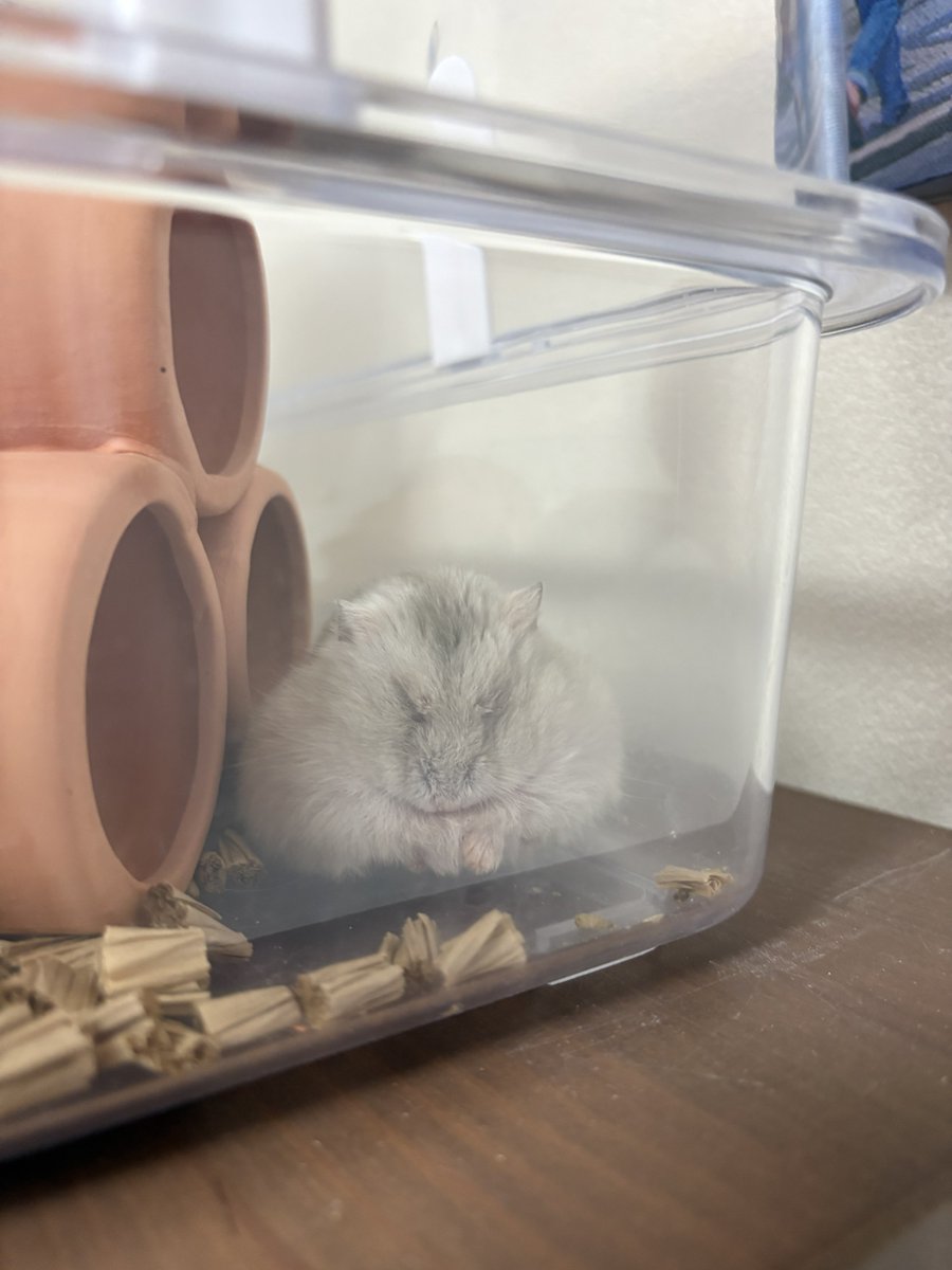 pine17_ham's tweet image. おむすびころりん