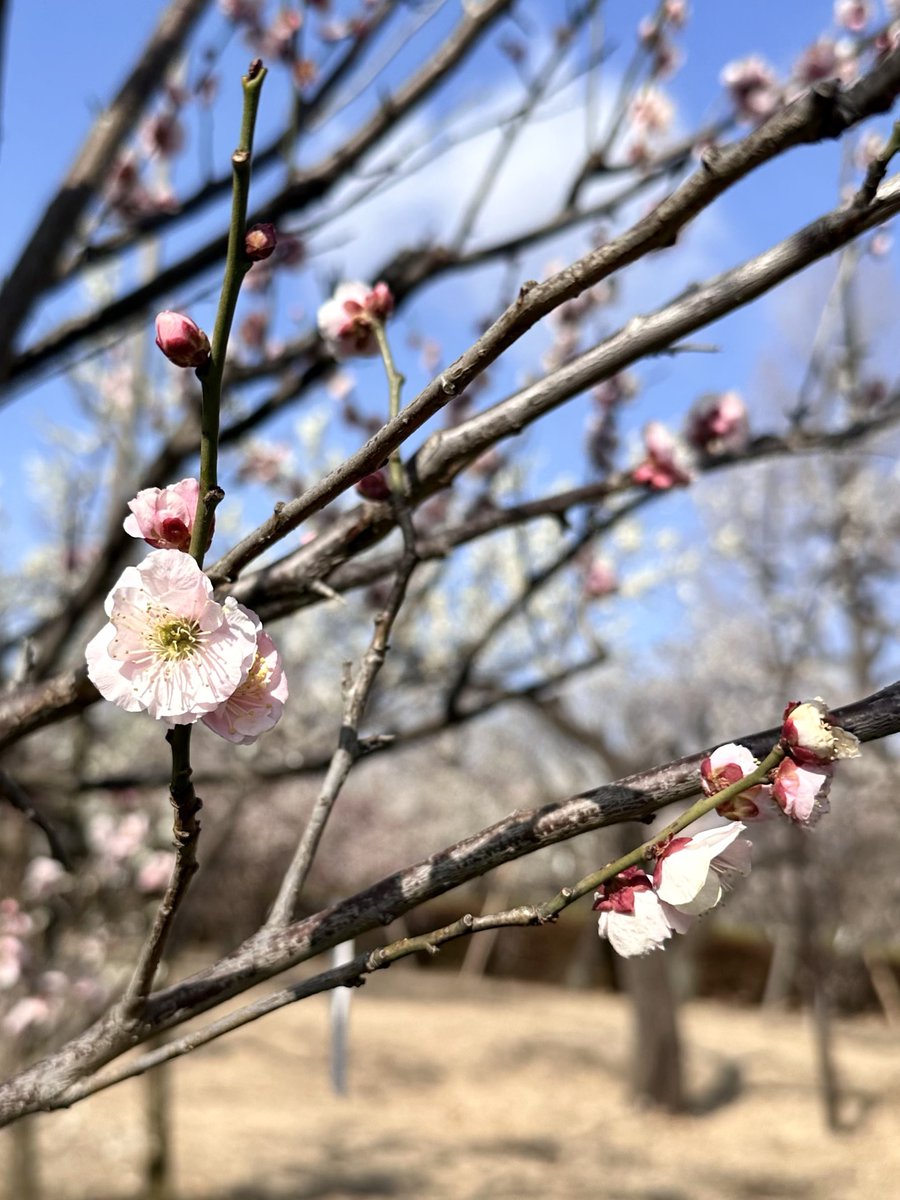 makio13's tweet photo. 甘い香りが漂う羽根木公園から豪徳寺までお散歩
春ですね https://t.co/fT14AlXuzu