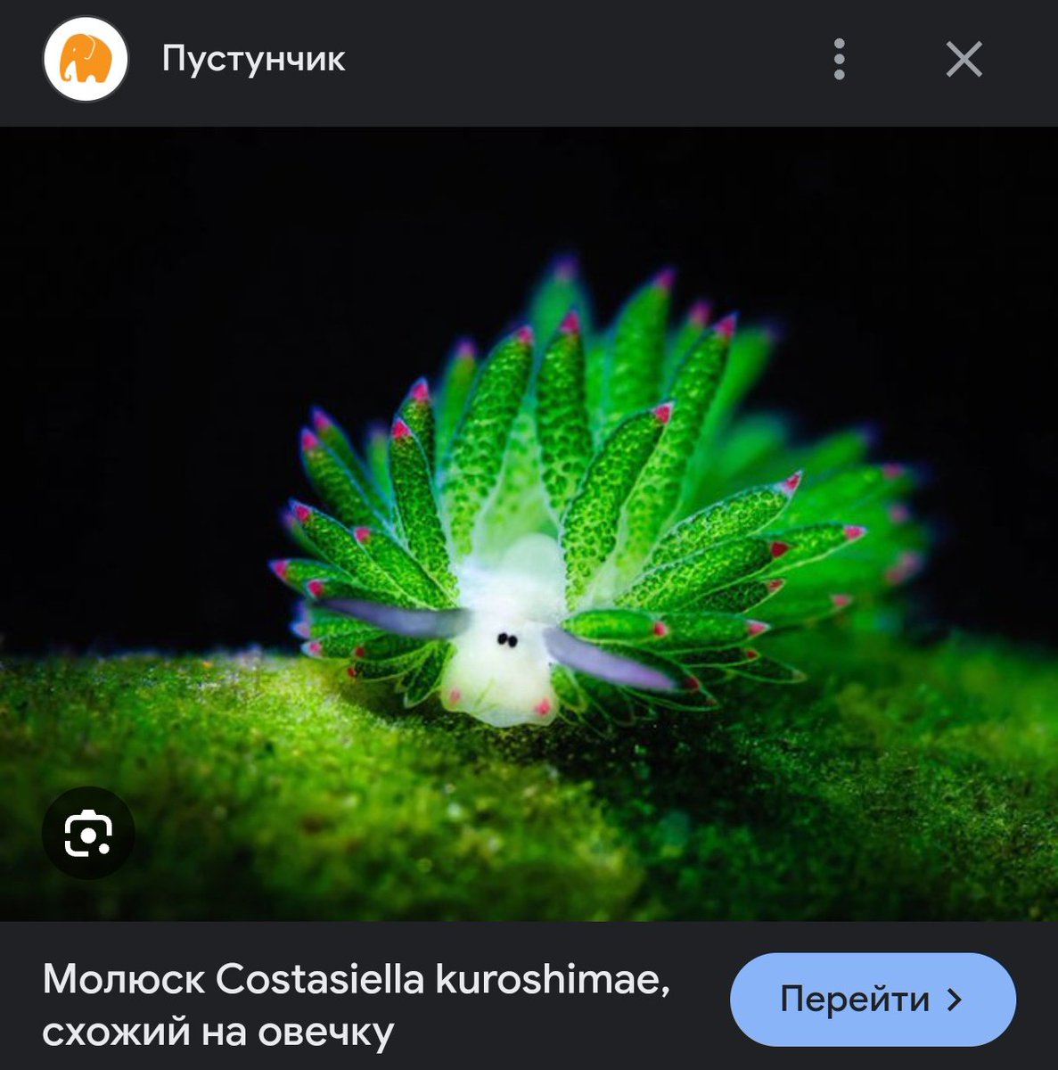 lurrronausaninc's tweet photo. Я ВСЕ ЩЕ НАГАДУЮ ЩО МОРСЬКА ВІВЦЯ МІЙ НАЙУЛЮБЛЕНІШИЙ МІМІМІ МОЛЮСК https://t.co/Qbv5253kOf