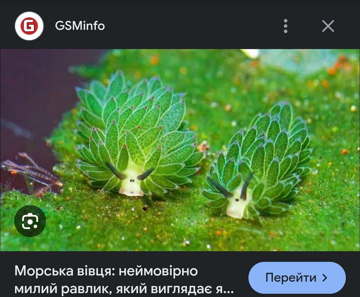 lurrronausaninc's tweet photo. Я ВСЕ ЩЕ НАГАДУЮ ЩО МОРСЬКА ВІВЦЯ МІЙ НАЙУЛЮБЛЕНІШИЙ МІМІМІ МОЛЮСК https://t.co/Qbv5253kOf