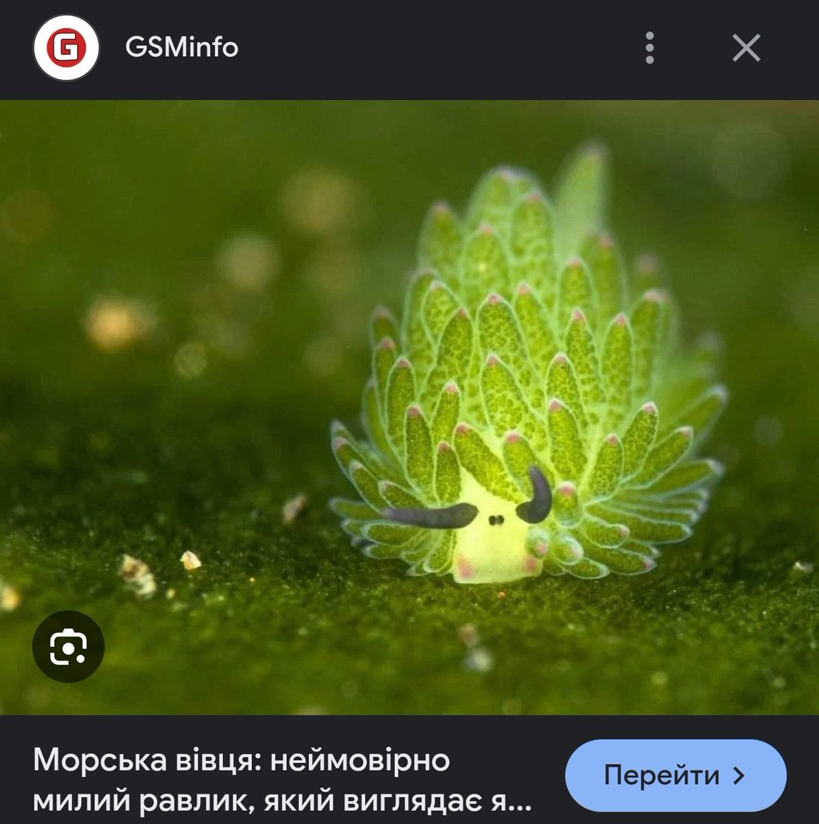lurrronausaninc's tweet photo. Я ВСЕ ЩЕ НАГАДУЮ ЩО МОРСЬКА ВІВЦЯ МІЙ НАЙУЛЮБЛЕНІШИЙ МІМІМІ МОЛЮСК https://t.co/Qbv5253kOf