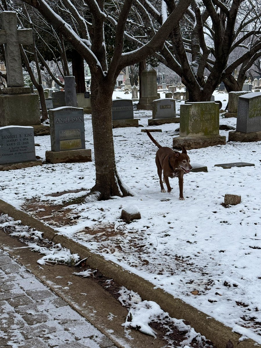 Pretty morning in DC #hilleast #congressionalcemetery <a href="/capitalweather/">Capital Weather Gang</a>