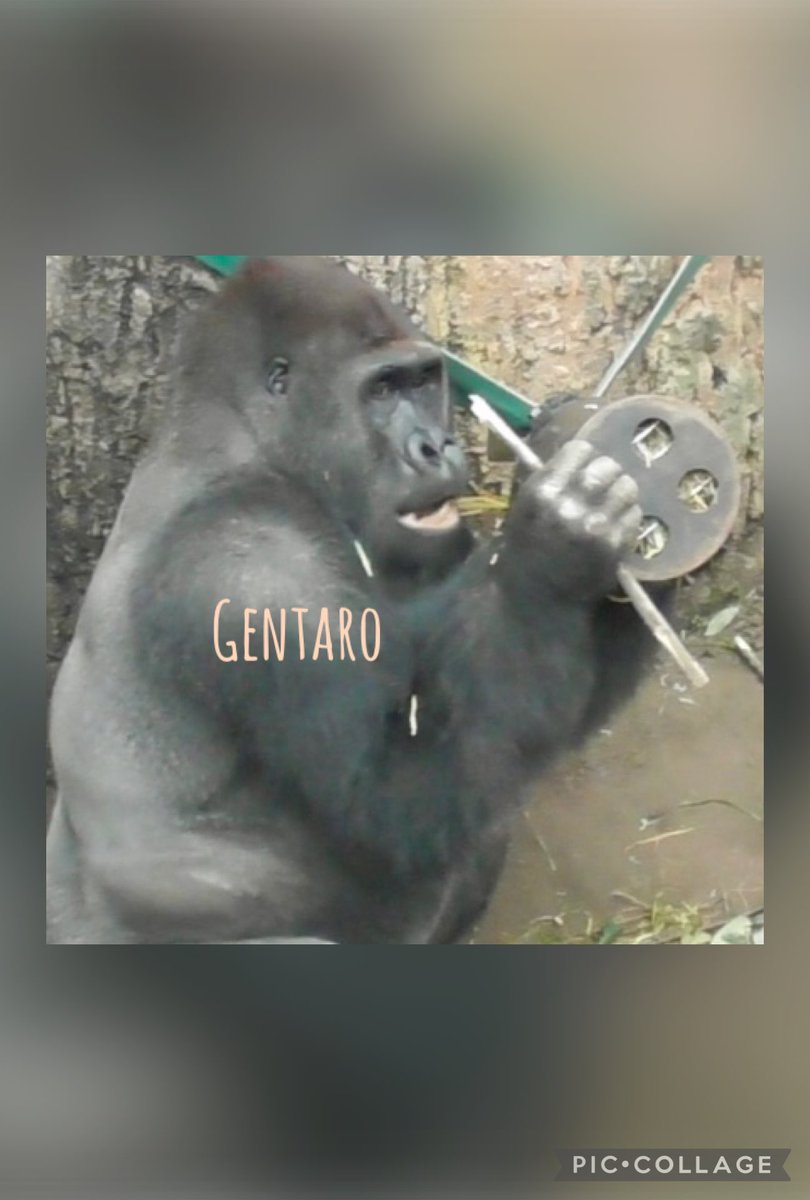 ごりらbibouroku (@bibouro03256910) / Posts / X