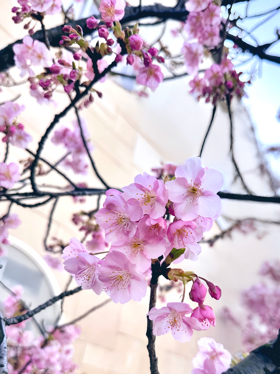 makio13's tweet photo. 河津桜も綺麗でした https://t.co/P1hxuobNI0
