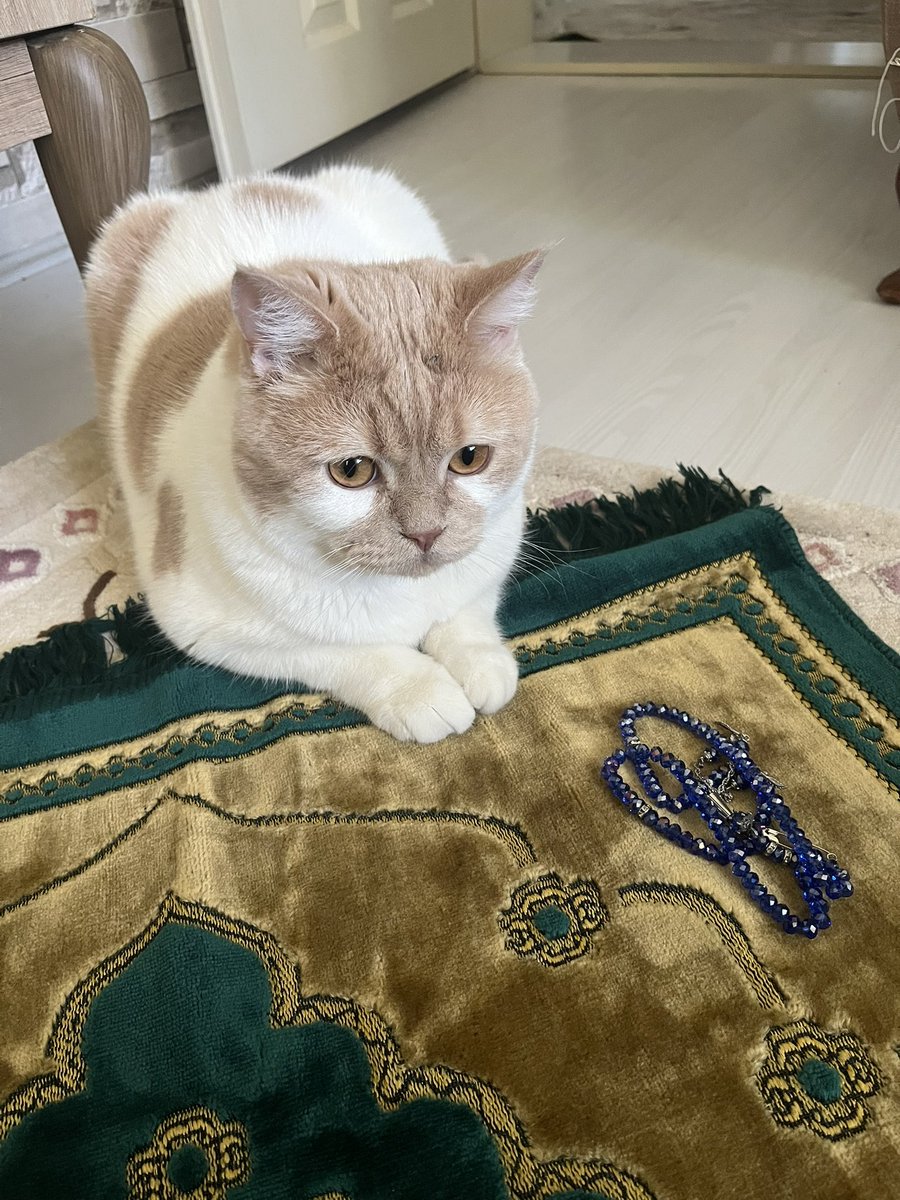 İbadetimi suistimal etmeye çalışanlar var 🙄cidden Allah İsrailin belasını versin ya