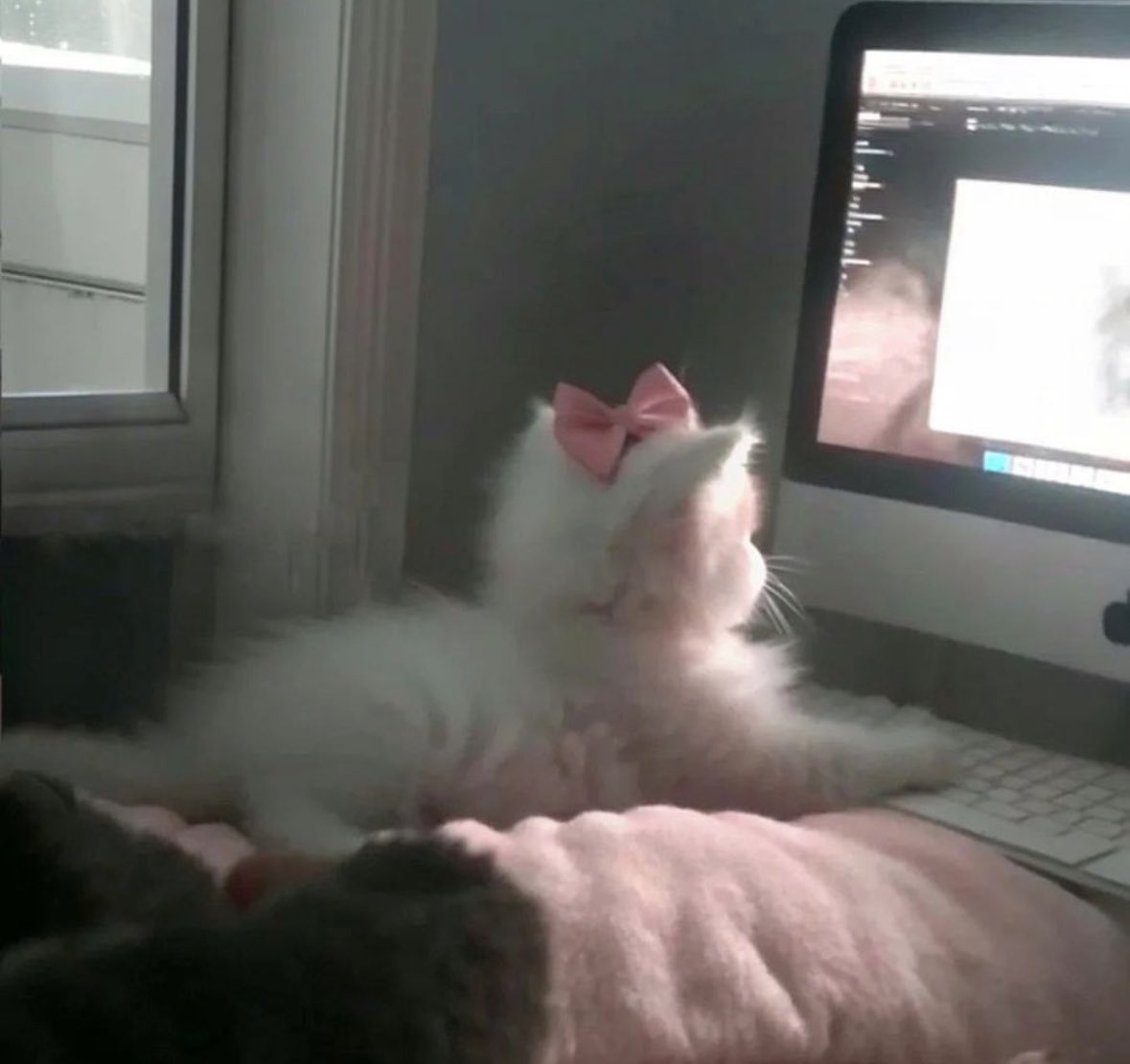 Setayesh tweet media