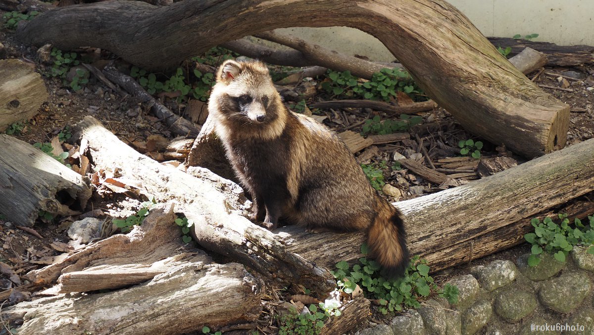 かがやくタヌキ #東山動植物園 #ホンドタヌキ 2026.02 さりちゃん