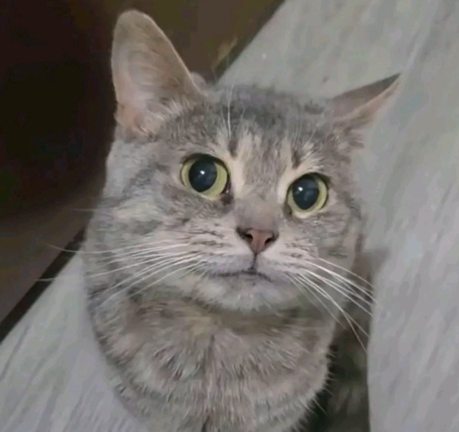 matt 🗯 tweet media