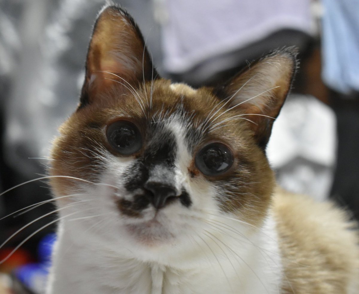 Raynor331's tweet photo. 🐱めいちゃん

#ファミリ〜にゃ〜ト大作戦
#ねこの日 #猫の日 https://t.co/MnE8HXN4iX