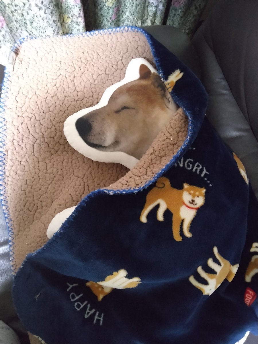 1966Miho's tweet photo. みなさま、お久しぶりです。
まめ太です🐶
昼間は窓から陽射しが入って暖かいよ。
夜はまだまだ冷えるけど、ママが毛布で包んでくれてるから暖かいんだ✨
ママは今でも時々、僕を抱きしめて泣いてるけど、そばにいるから泣かなくても大丈夫だよ😊
#秘密結社老犬倶楽部天国支部 https://t.co/kWKz6BOIgS