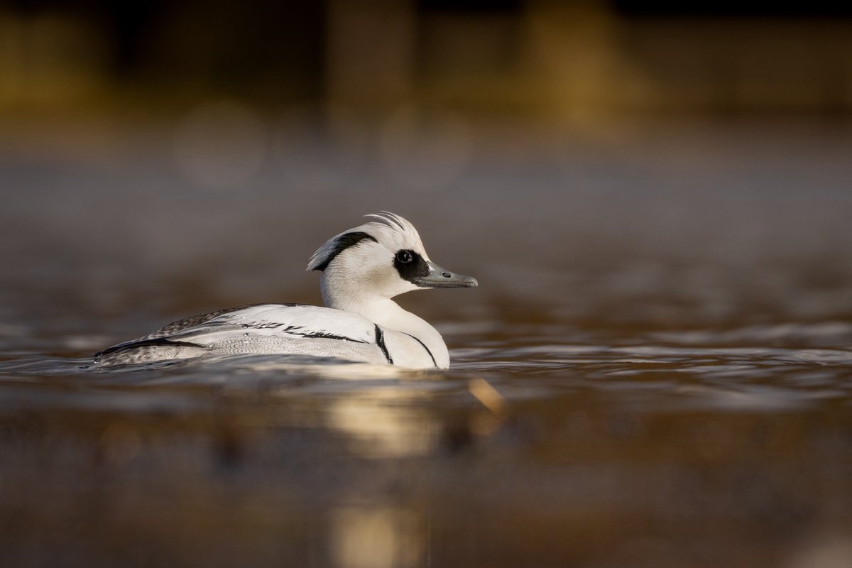 Joebirding's tweet photo. Smew at Studley lake yesterday afternoon @nybirdnews @BirdGuides https://t.co/b3vIzAlLkT