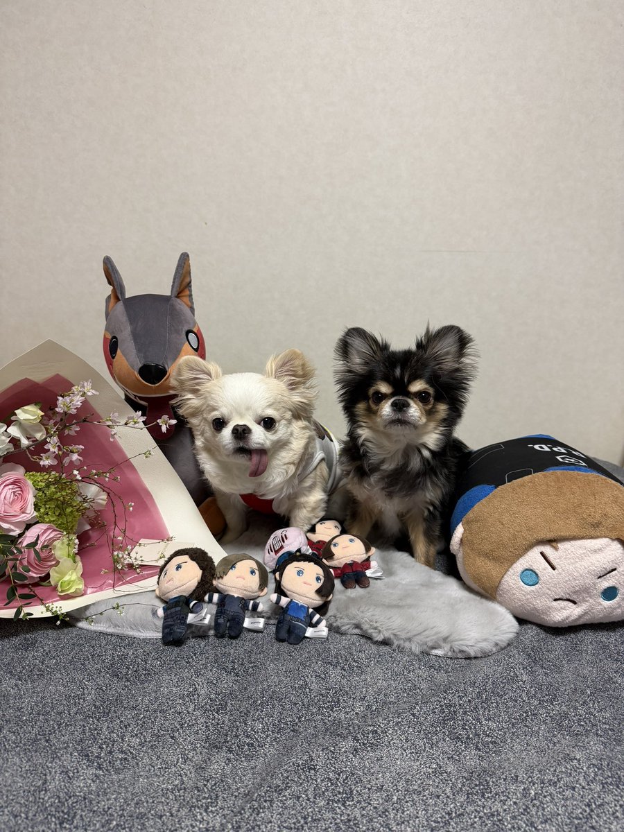 chris0916leon's tweet photo. 2026.2.3レオン8歳
2026.2.23クリス5歳
Happy Birthday 🥳 https://t.co/M55TZIoruj