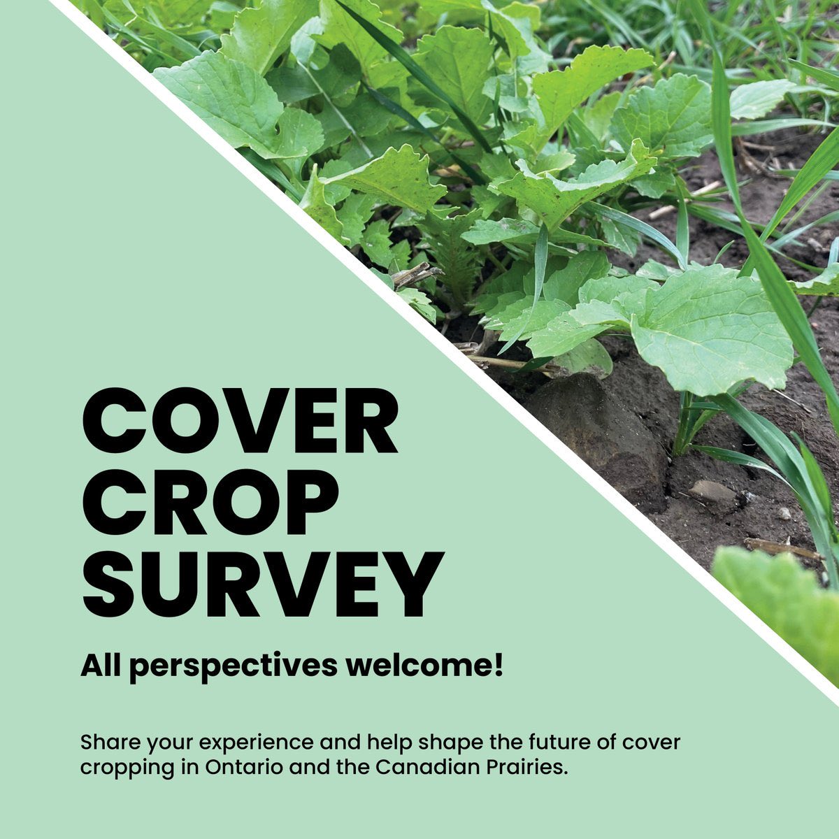 Callum Morrison tweet media