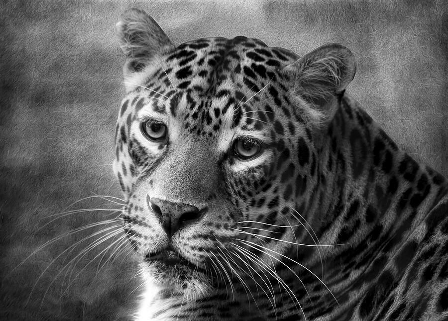 JudyVincent74's tweet image. #Leopard #BlackandWhite #WallArt available as canvas, metal, wood, acrylic, or framed prints and on many products #wildlife #animals #cats #photography #BuyIntoArt #HomeDecor 
See all products here ---&amp;gt; buff.ly/ojTGB5J