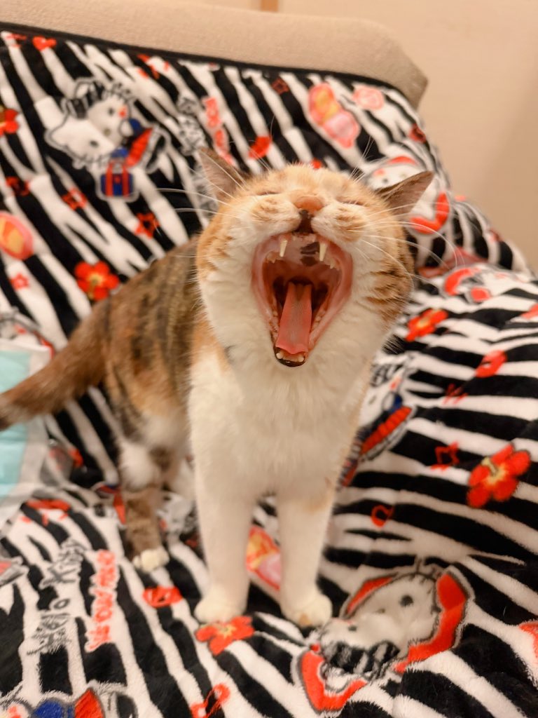 Post by あめちゃん🐱 on X: 🐱