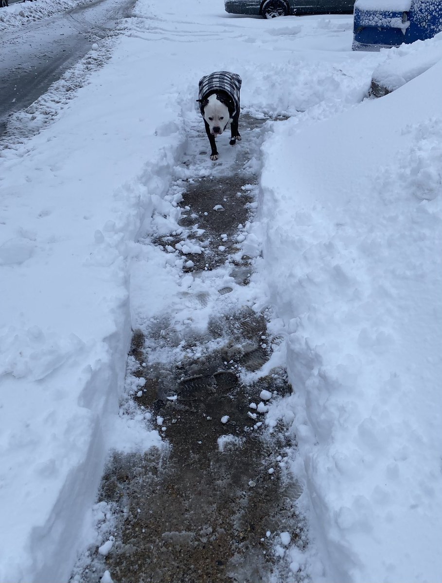 PhillyAdopt tweet media