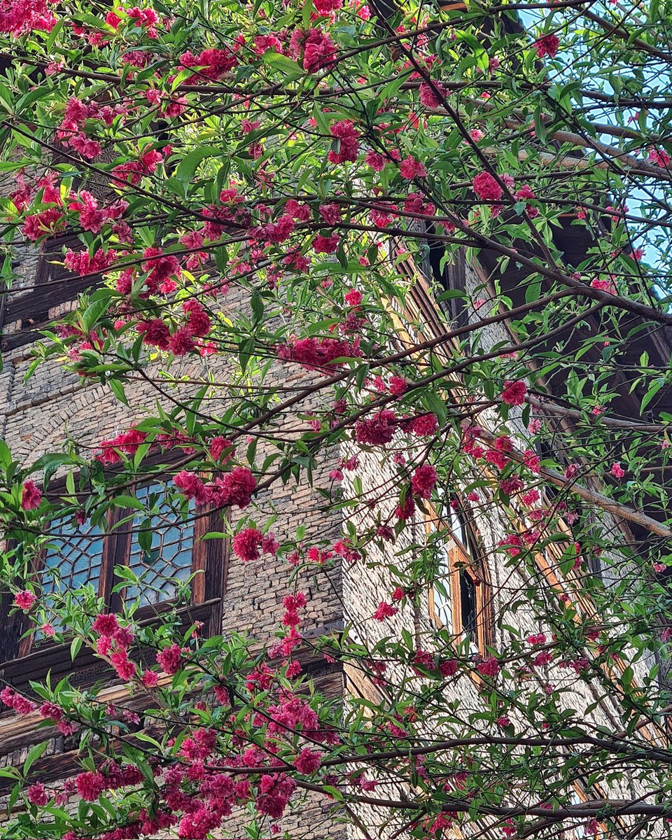 Shahid Mushtaq tweet media