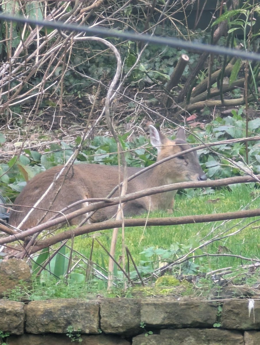 The tulips are showing and the deer are sprouting.