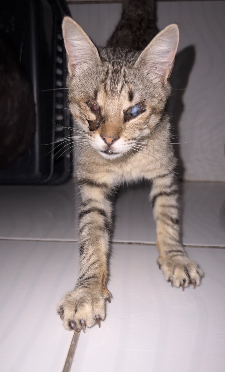 di_abrigo_davi's tweet photo. Olá, titios, bom dia! Tudo bem?
Eu preciso de ajuda para ir ao veterinário. Fui encontrada na rua com meus 2 filhos.
Hoje, é um dia muito difícil, além da minha grave situação, o abrigo não tem um grãozinho de ração para os gatos e cachorros, a areia acabou, os sachês 
+ https://t.co/XqsTv4F7S8