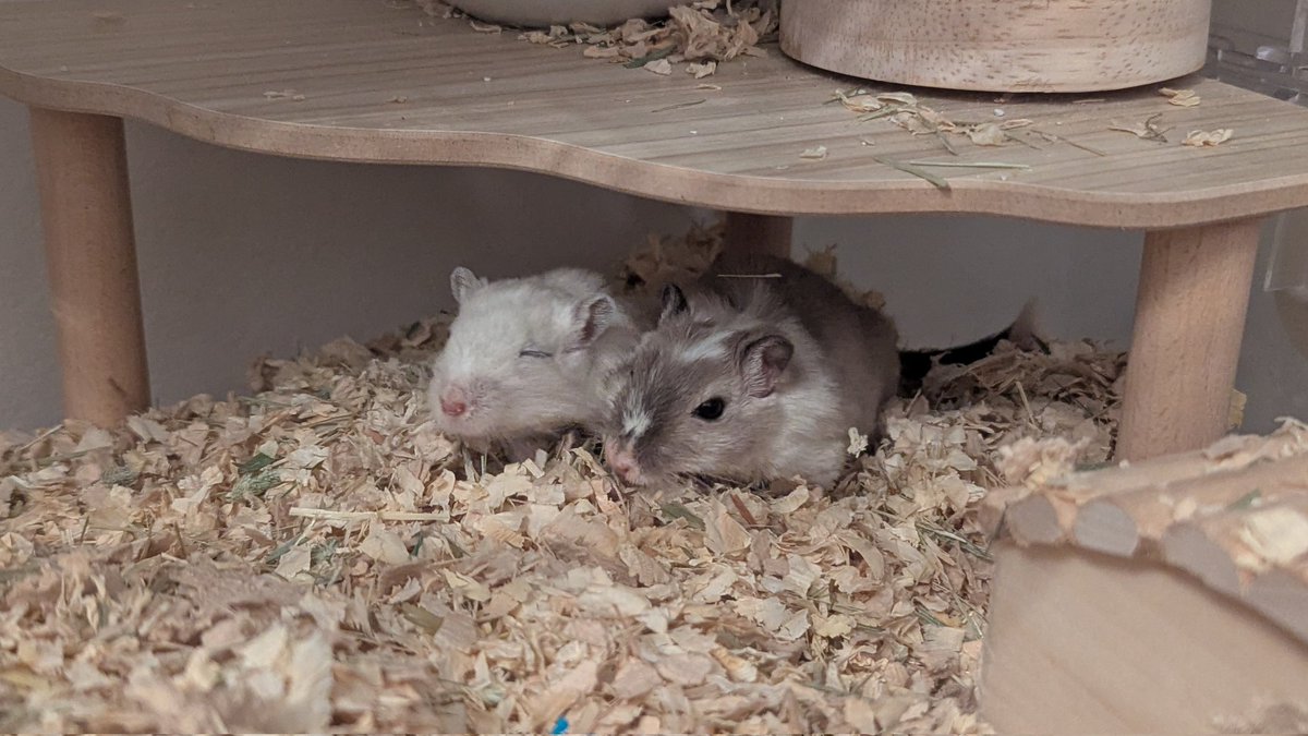 ２匹で、ガオー🦁🦁
寝起きすぎるスナs

#ジャービル #スナネズミ