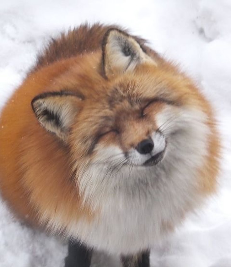 F0xXWild's tweet photo. May I interrupt your scrolling with the smiling FOX  🦊🦊🦊🦊🦊 https://t.co/Q8bA9ZgJmg