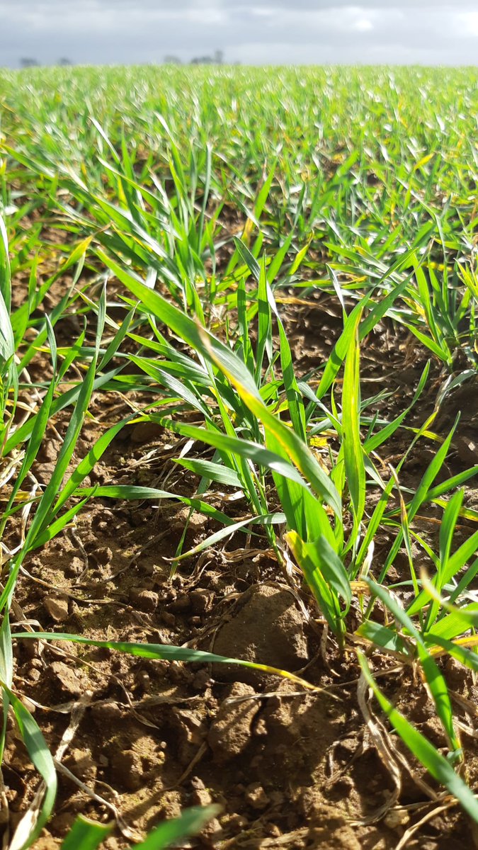 David Huish tweet media