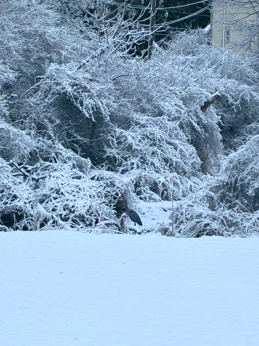 kevinfitz1's tweet image. #snowday in #BerksCounty #pawx #photos