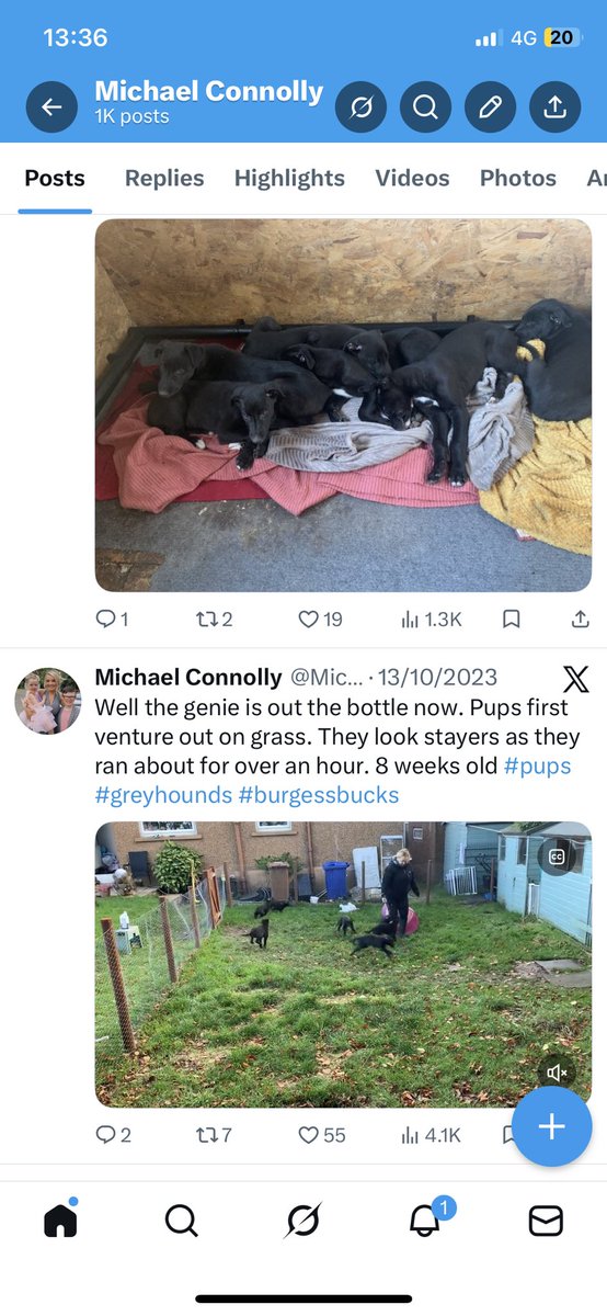 Michael96034392's tweet photo. Not a bad forecast by me on X in Oct 2023 at 8 weeks old.
“ They look stayers”
The litter that includes our marathon girl Greenwell Gypsy.
#greyhounds #pups #britishbred #dunphys #predictions https://t.co/Aos8UUN6yv