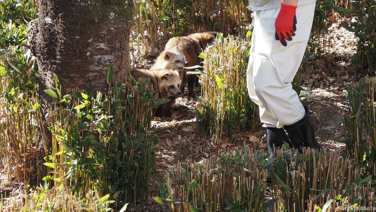 作業中の飼育員さんに熱い視線を向けるタヌキたち 「ご飯はまだですか