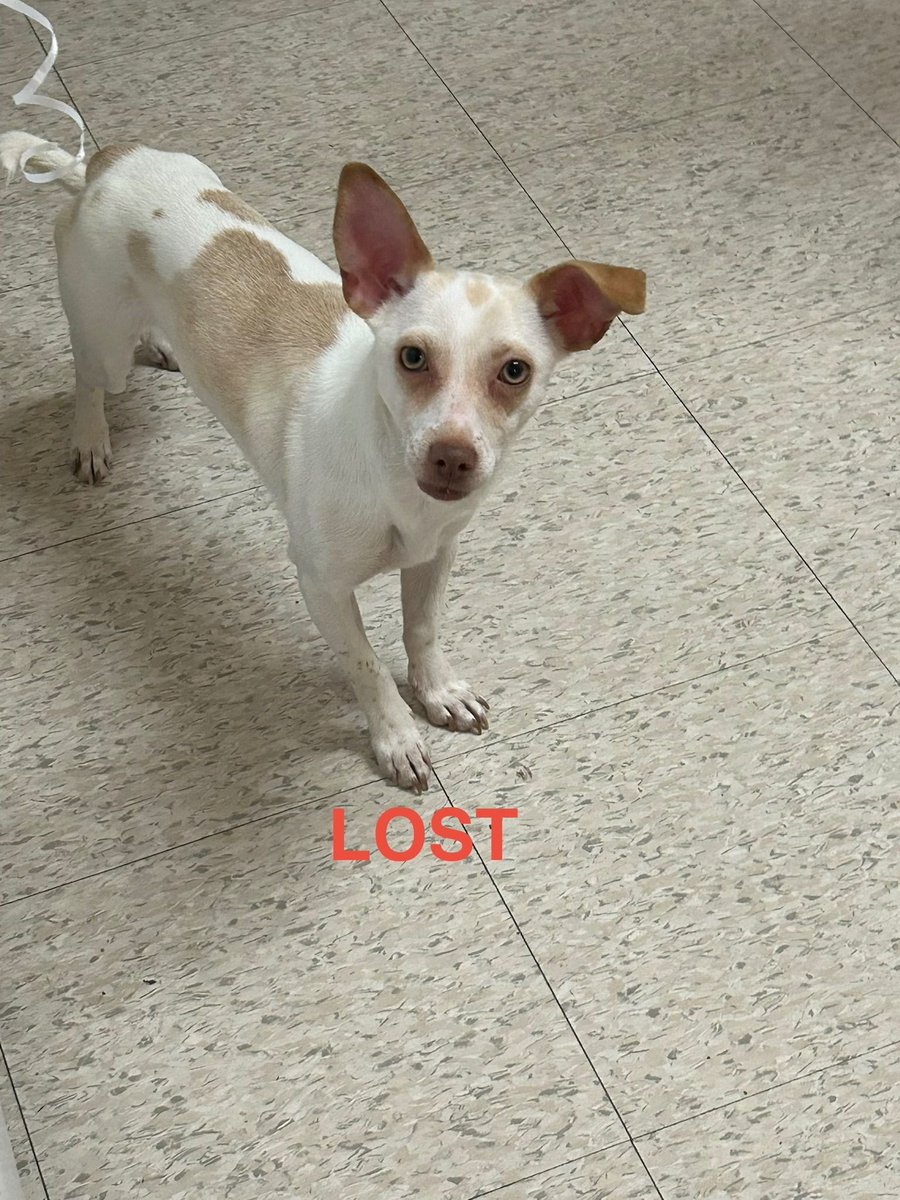 Lost dog
White Chihuahua with white spots
#Lostdog
June Street area
#Providence #RI
Her name is Jade
She’s very friendly
She might bark but she doesn’t bite
Call 401-830-891seven asap
buff.ly/usre1Le 
#Rhodeisland #Oceanstate
