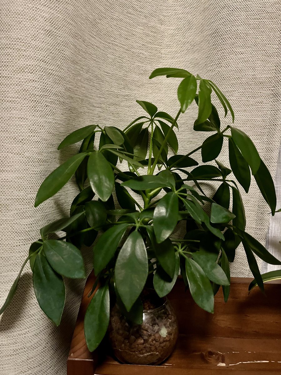 1年ぶりの植物定期報告。大きくなりすぎていて怖い。1人で森林の域に