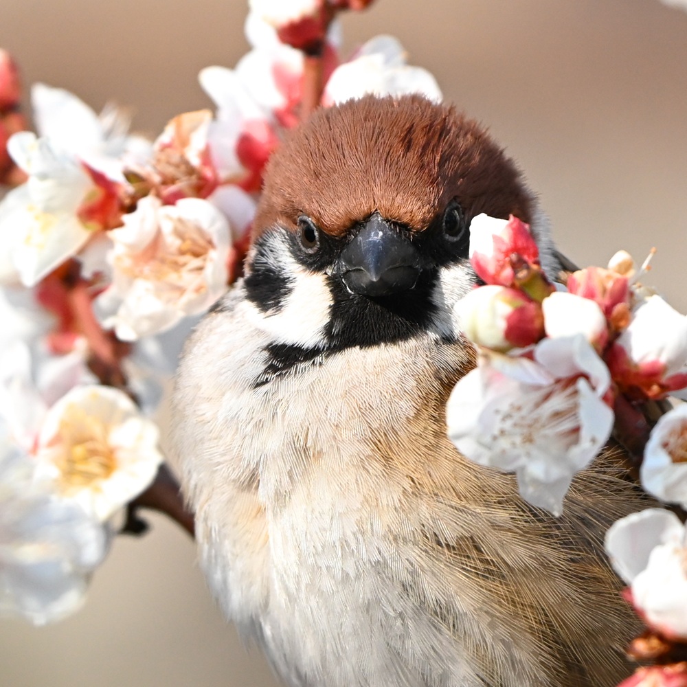 三連休､楽しめたかな～？💕🎵 #スズメ #すずめ #雀 #ちゅん活 #sparrow