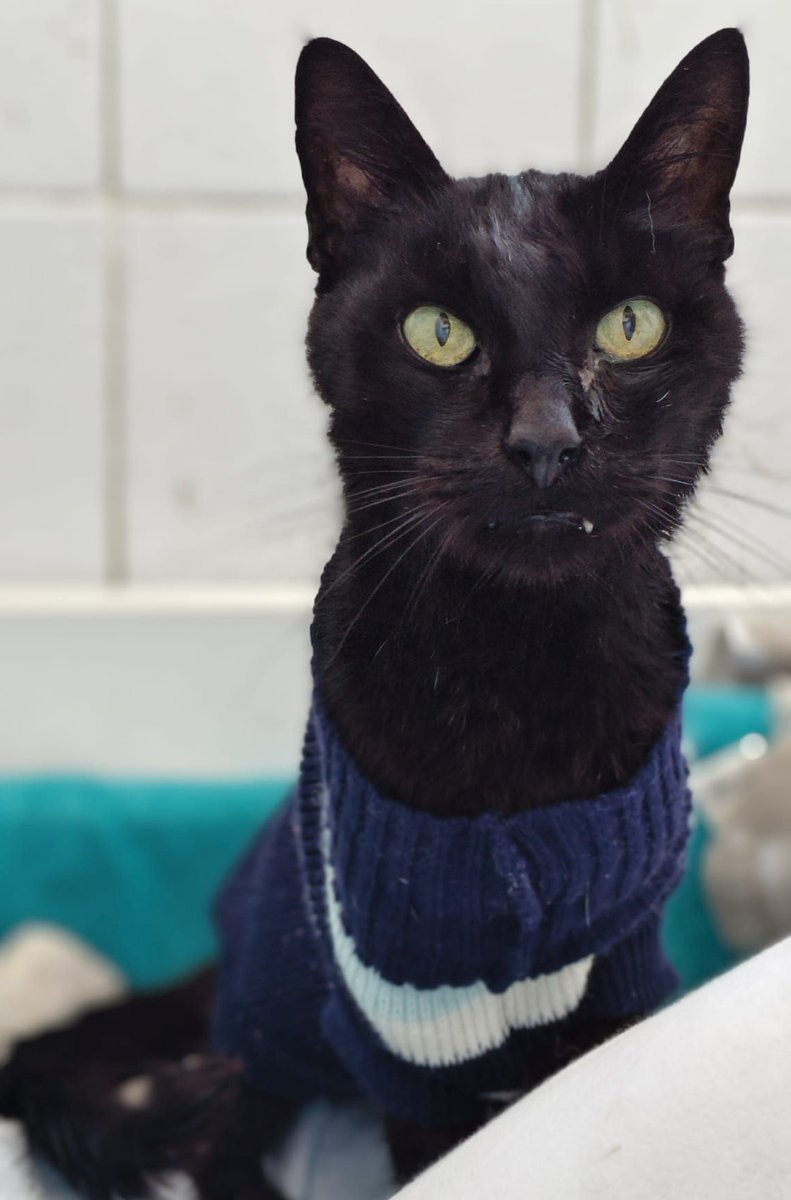 #CÁDIZ
Este negrito precioso es #COCO. Llegó ayer a la prote después de pasar 16 años con una ¿familia??..... Venía en unas condiciones tremendas, mal olor y absolutamente delgadito y famélico 😔.

Acaba de pasar por el vete y se le han hecho todos los test y es negativo en