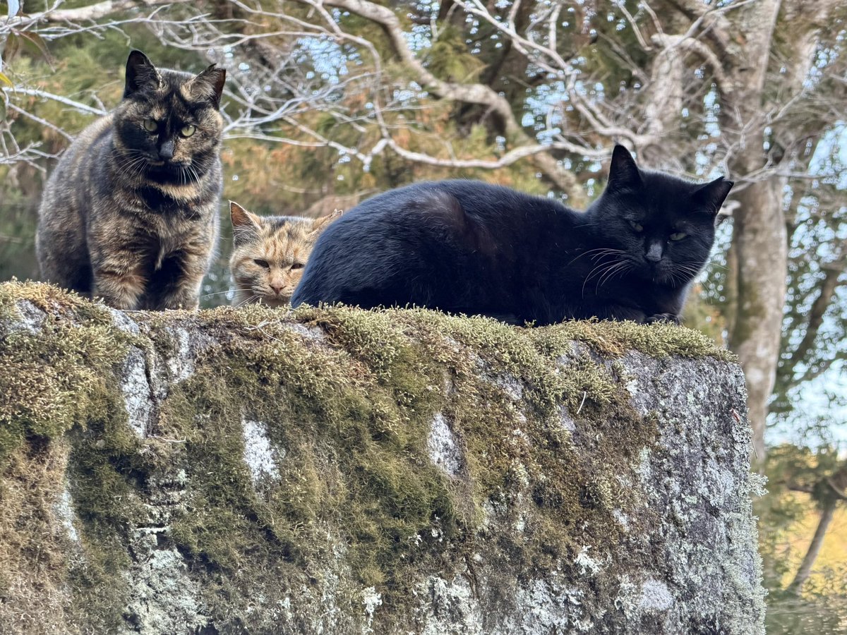 怒ってるのかもしれん
#猫 #ネコ