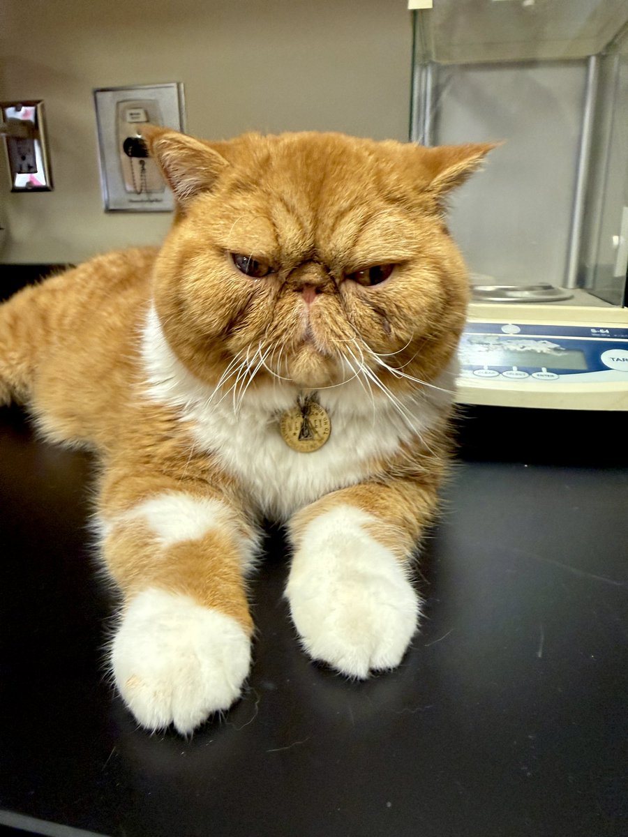 UT Col of Vet Med tweet media