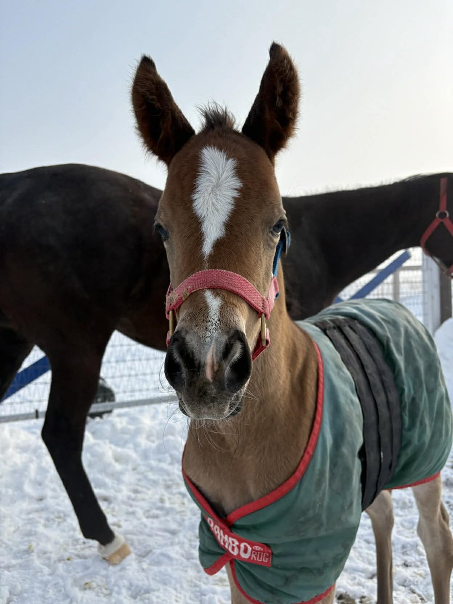 RT @fieldracing: 【🎁プレゼント企画】 インザオベーション出産記念