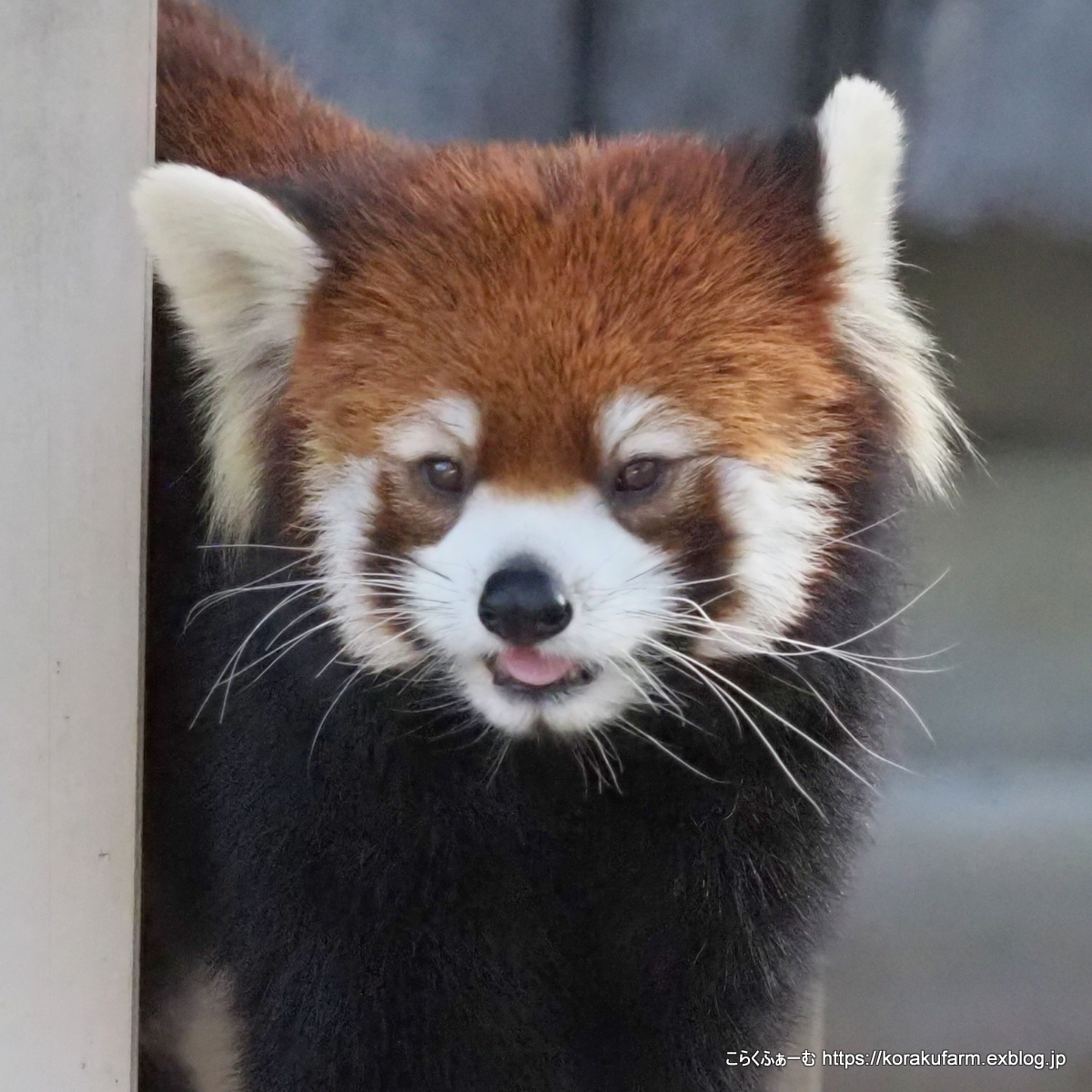 野花ちゃん、目尻から伸びる毛で美人顔 #王子動物園 #レッサーパンダ