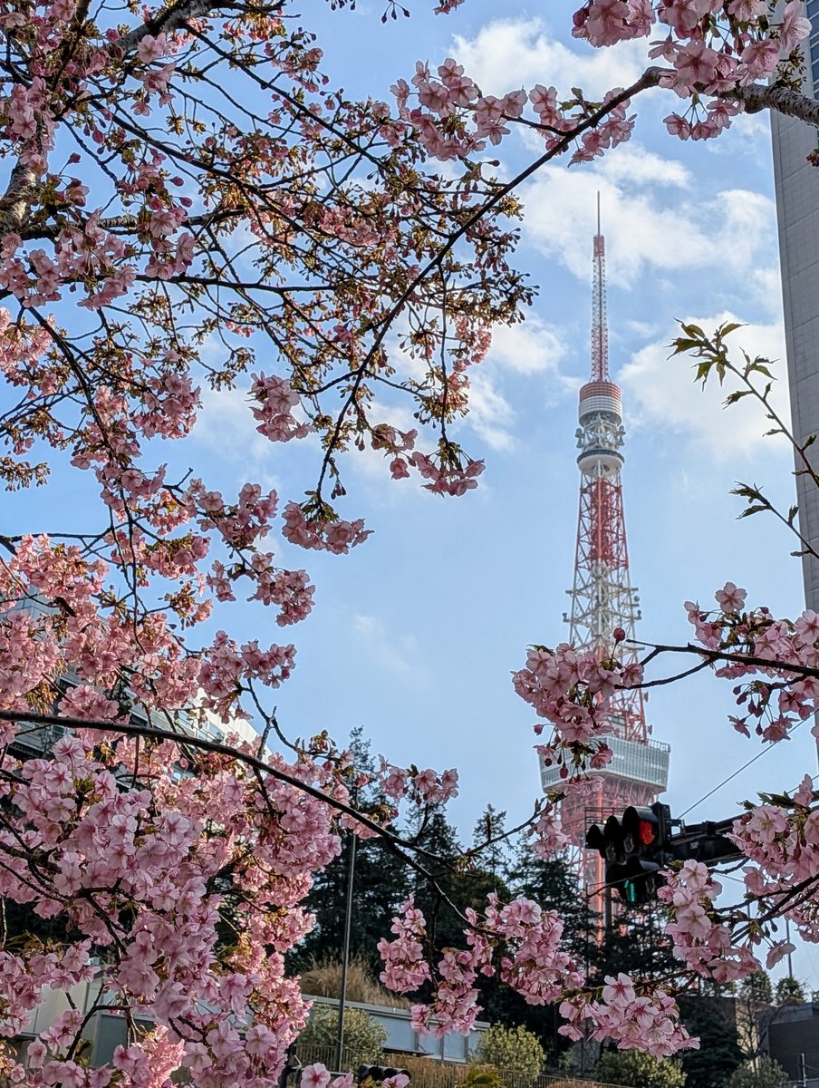 Kyo1001's tweet photo. 麻布台ヒルズの河津桜と東京タワー🗼
#河津桜 https://t.co/PPXQYnKWVG