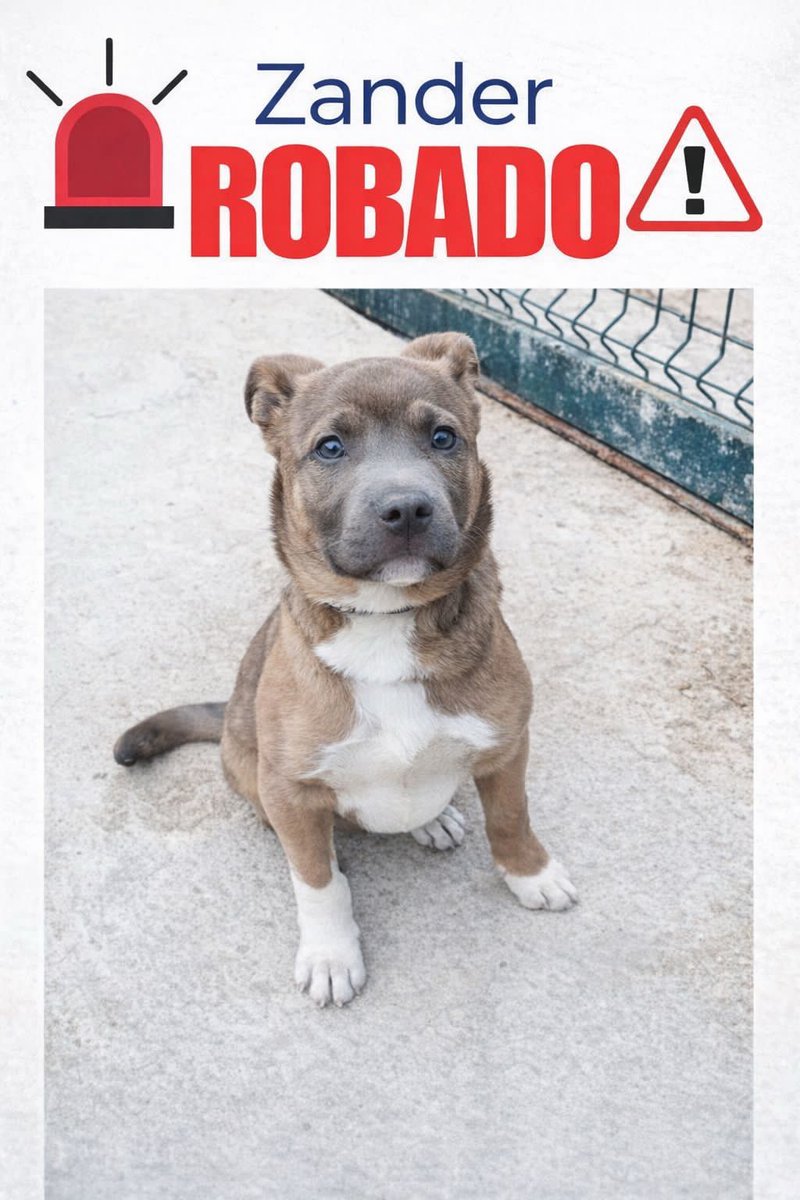 areagossosbdn's tweet photo. 🆘 🆘¡¡ATENCIÓN!!🆘 🆘
ZANDER y TYSON han sido secuestrados del CAACBN 
#Badalona.
TYSON (negrito) acaba de ser recuperado. Queda encontrar a ZANDER. 
Si tienes alguna pista contacta con la protectora o la policía municipal.
Máxima difusión.
📣 📣 📣
#XarxaBarcelonaPerduts https://t.co/YfUaZ02fPg